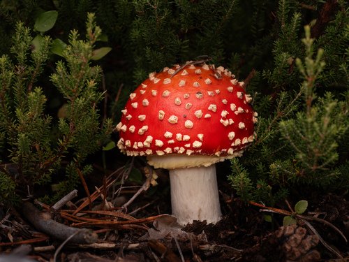 fly agaric