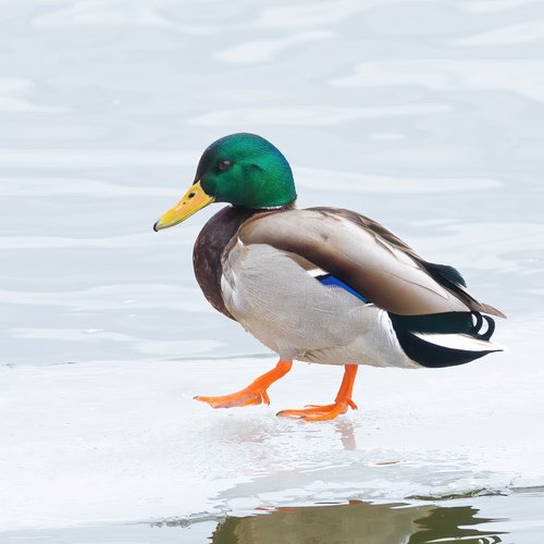 mallard duck