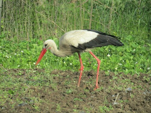 white stork