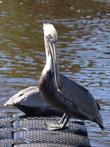 brown pelican