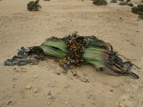 welwitschia